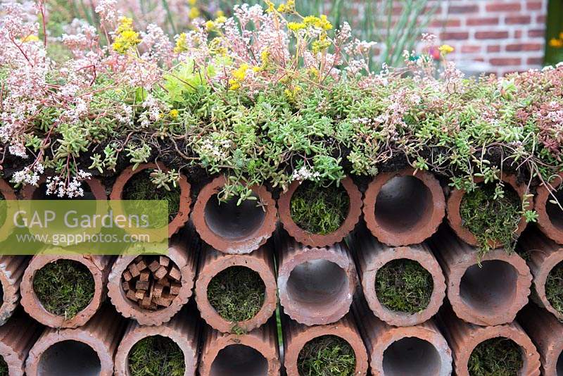 Clay drainage pipe wall, with Sedum album and moss in the Very Hungry Caterpillar Garden, RHS Tatton Park Flower Show, 2019. 