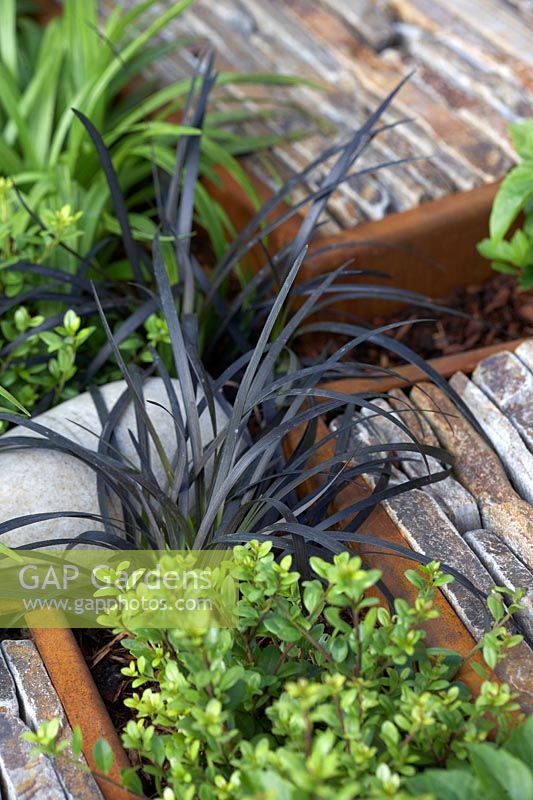 Slate pieces inlaid into corten steel frames to form stepping stones. With Ophiopogon planiscapus 'Nigrescens', Liriope muscari and Buxus sempervirens.