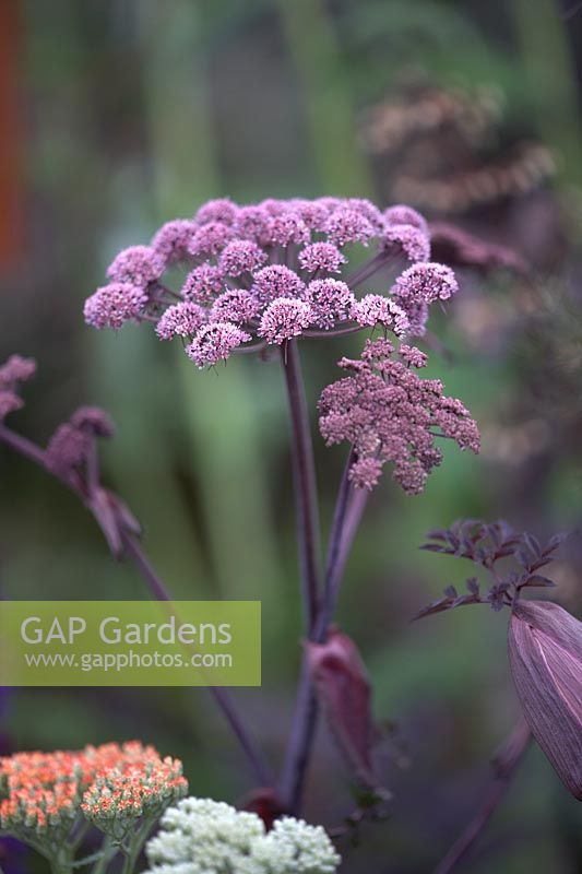 Angelica gigas and achillea