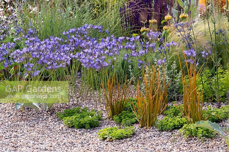 Triteleia Laxa in drought tolerant gravel garden. RHS Hampton Court Garden Festival 2019.