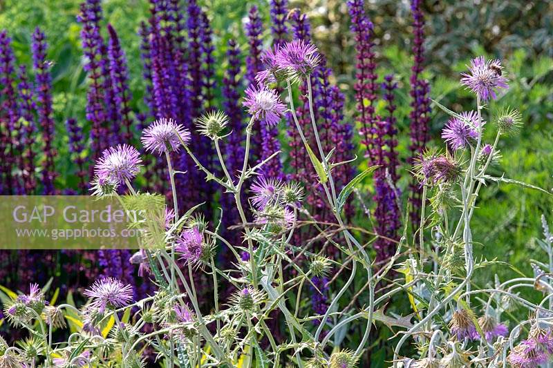 Galactites tomentosa in drought tolerant garden. RHS Hampton Court Garden Festival 2019.
