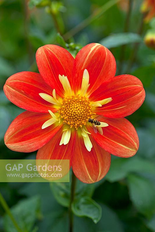 Dahlia 'Trelyn Rebecca' and a hoverfly.