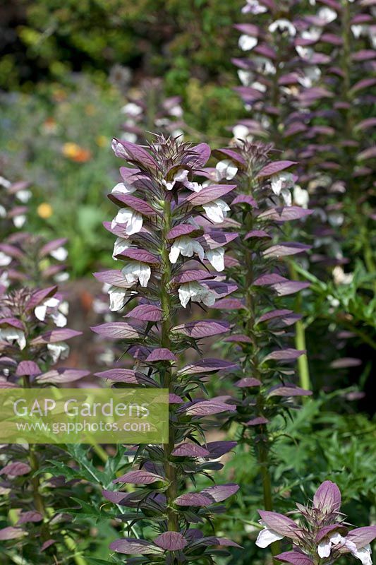 Acanthus Spinosus - Spiny Bear's Breeches