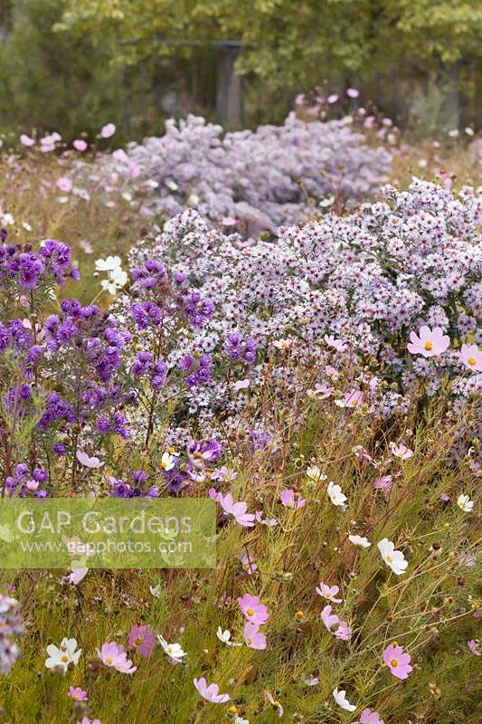 Aster lateriflorus 'Bleke Bet' and A. novae angliae 'Violetta' with Cosmos bipinnatus 'Sonata Pink' and 'Purity' - September
