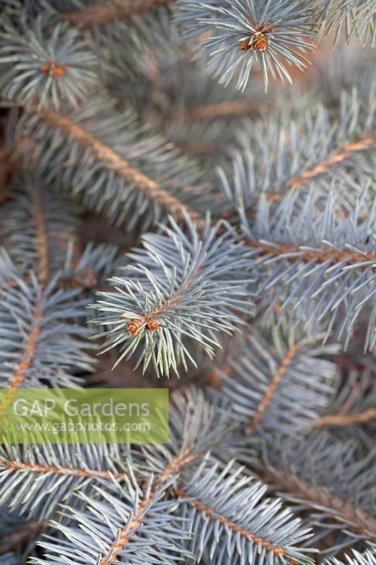 Picea pungens 'Edith' - Colorada Spruce