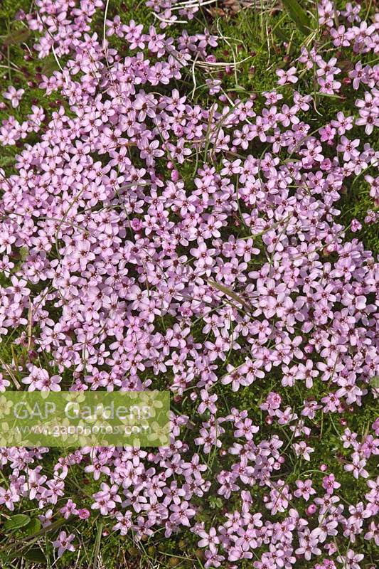Saxifraga oppositifolia growing wild - Purple saxifrage 