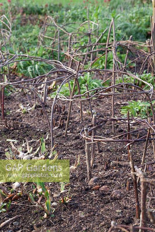 Twig plant supports in herbaceous borders
