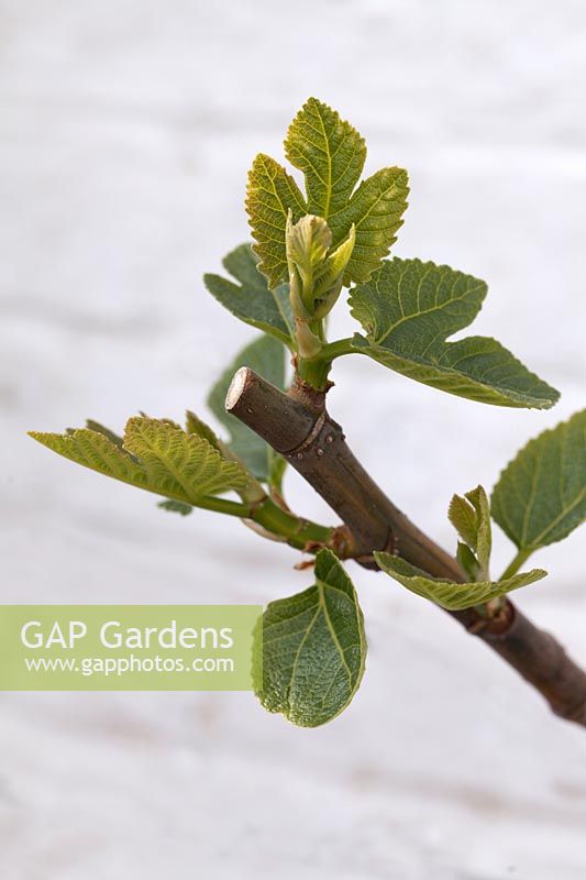 New growth stimulated by pruning on Fig 'Goutte d'Or' - Ficus carica