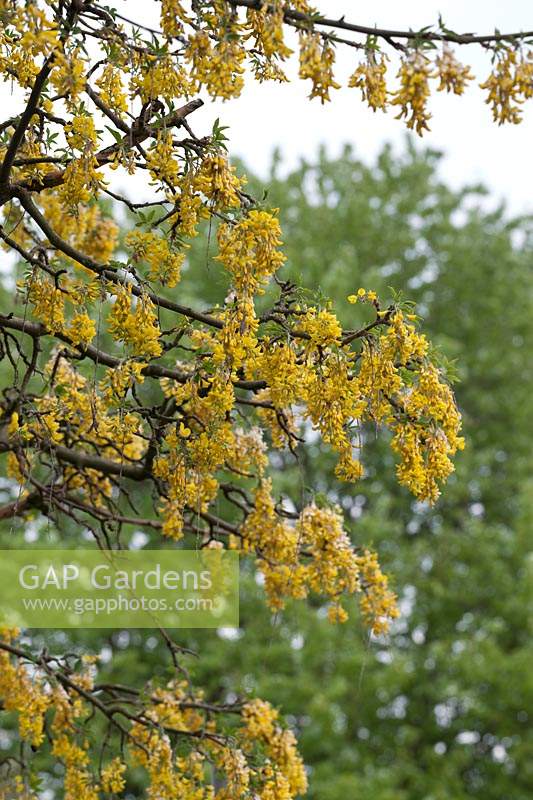 Sophora tetraptera - Kowhai flowers and emerging foliage in May
