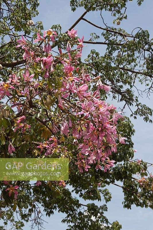 Chorisia speciosa in flower, syn. Ceiba speciosa - Silk Floss Tree, Argentina