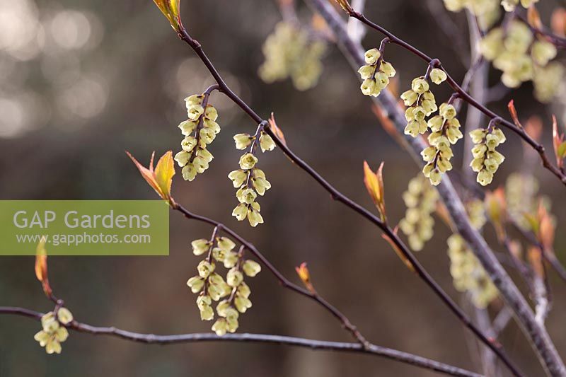 Stachyurus chinensis 'Celina' - Emerging foliage and flowers in March