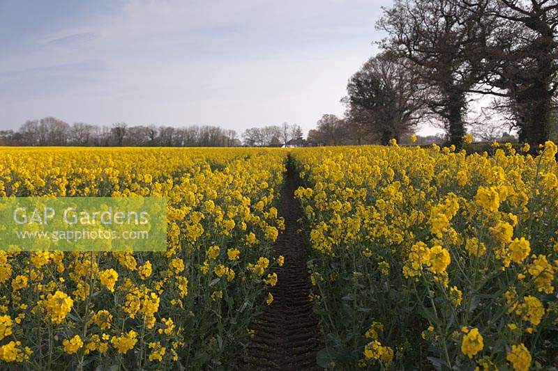 Brassica napus - Path through rape field in Spring - April