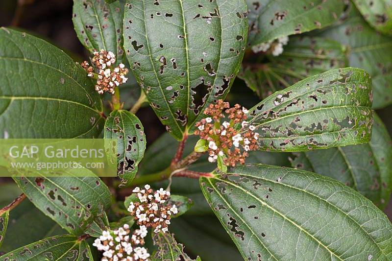 Viburnum leaf beetle damage - Pyrrhalta viburni