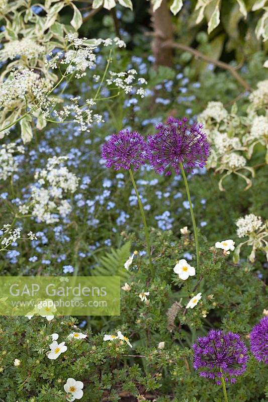 Spring mixed border in blue and white with Allium 'Purple Sensation' 