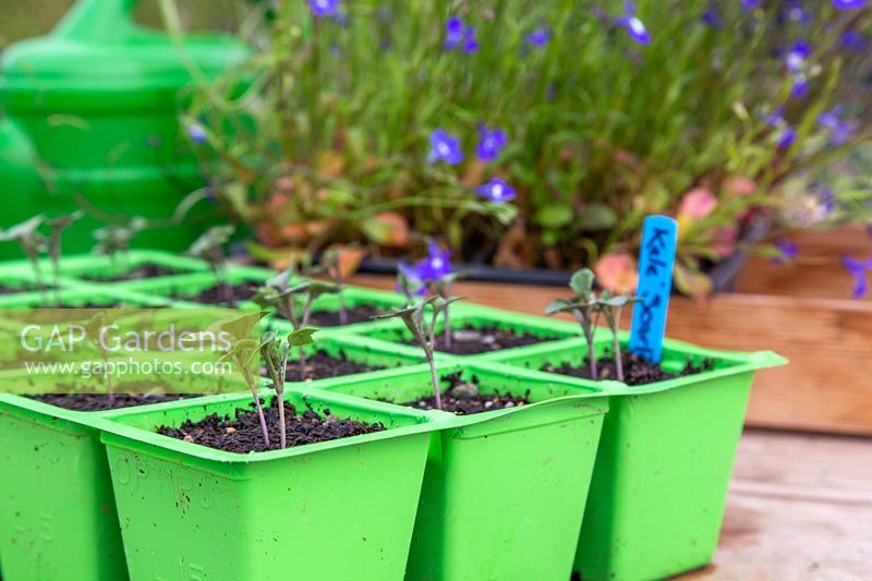 Kale seedlings in plastic tray