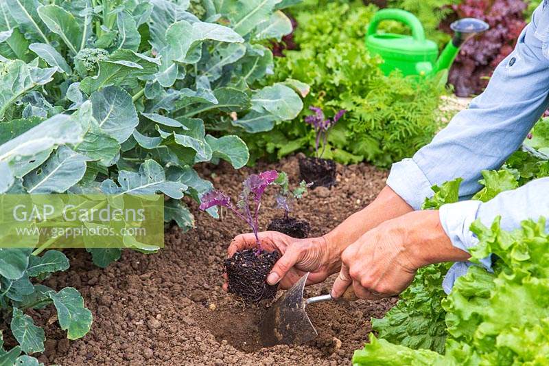 Woman planting young Kale seedlings using a hand trowel