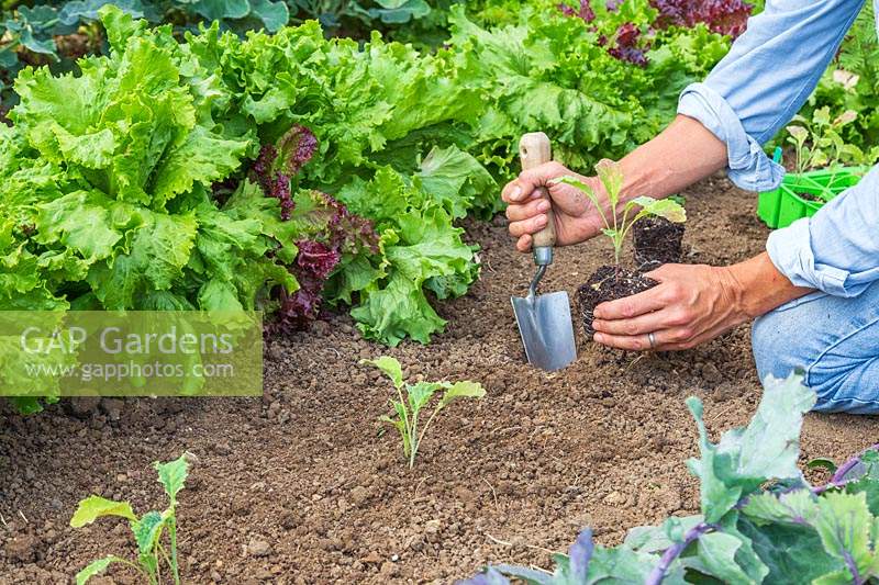 Woman planting young Kale seedlings using a hand trowel