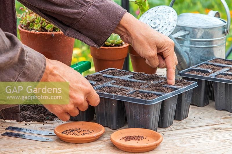 Woman using index finger to make holes in seedtray