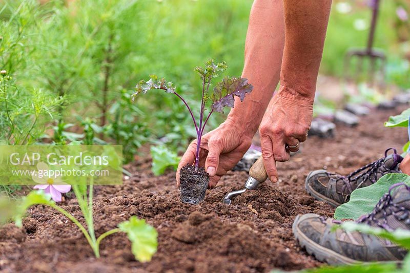 Woman planting plug plants of Redbor and Winterbor Kale using a hand trowel