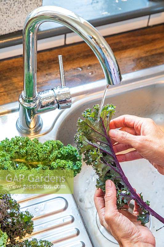 Woman washing Kale 'Redbor'