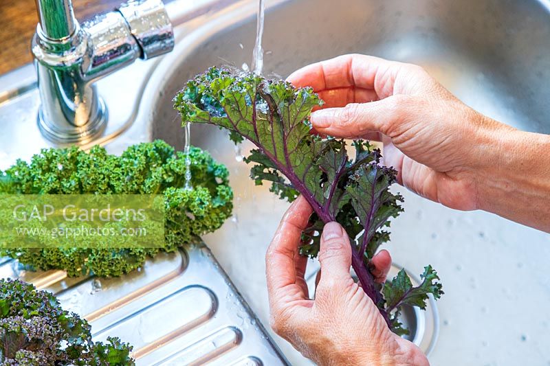 Woman washing Kale 'Redbor'