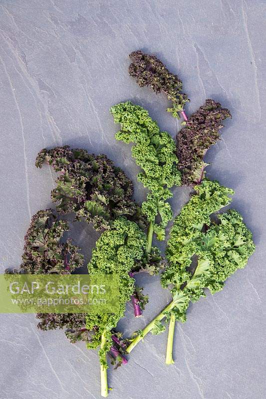 Picked Kale 'Red Bor' and Winterbor'