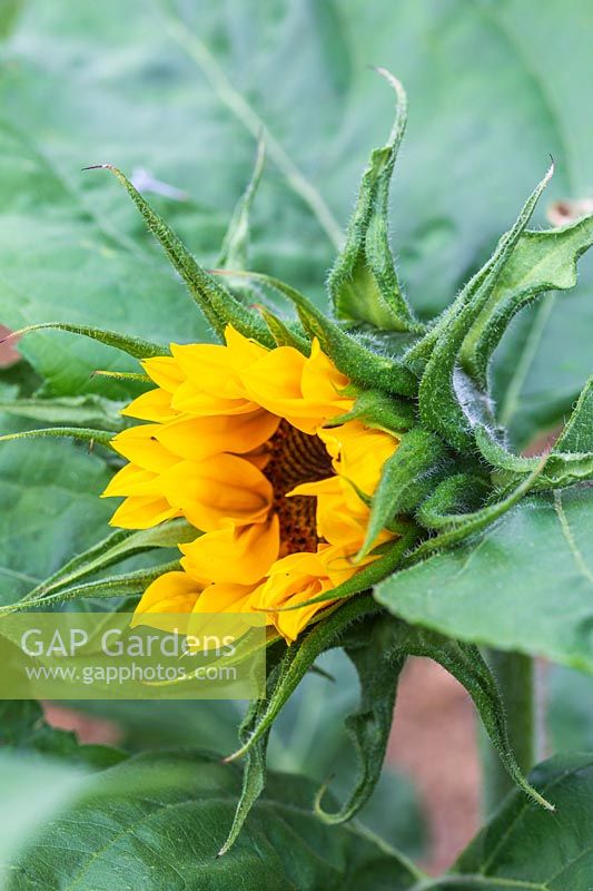 Helianthus 'Little Dorrit' - Sunflower