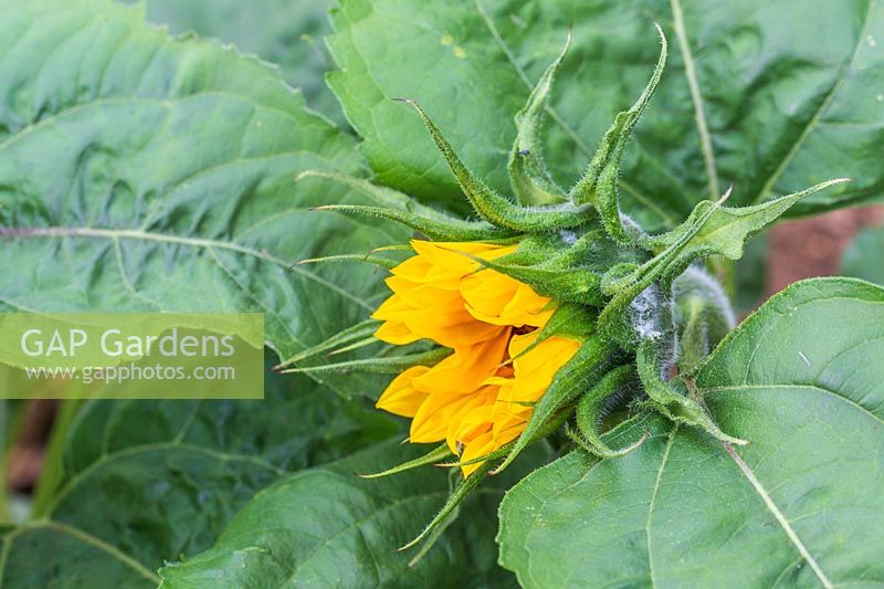 Helianthus 'Little Dorrit' - Sunflower.