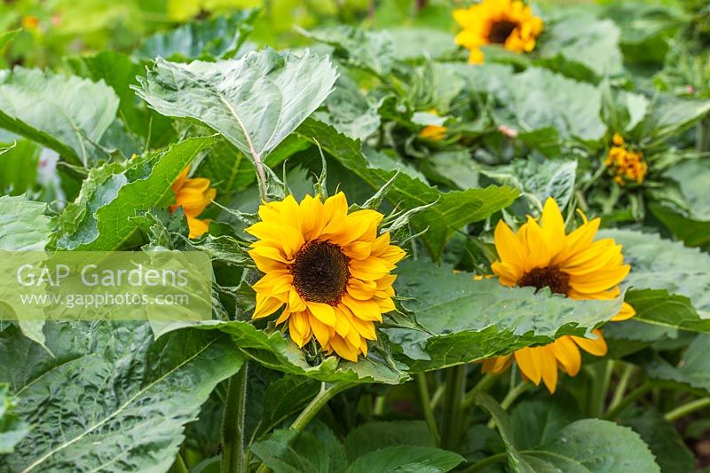 Helianthus 'Little Dorrit' - Dwarf Sunflower.