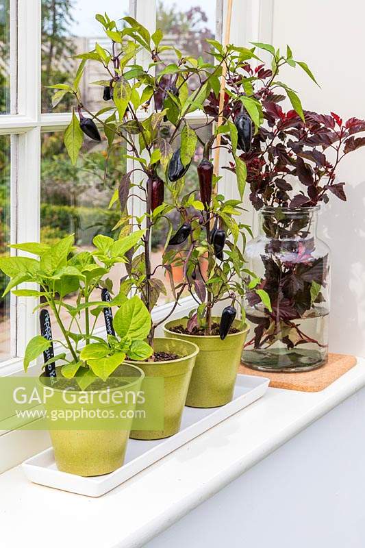 Chilli Plants 'Hungarian Black' and 'Biquino Red' bamboo pots in window sill