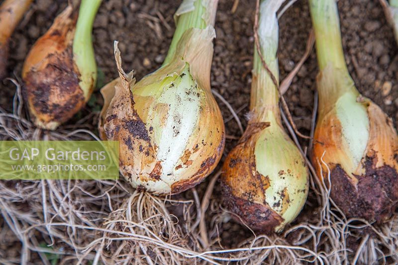 Harvested Onion 'Sturon'
