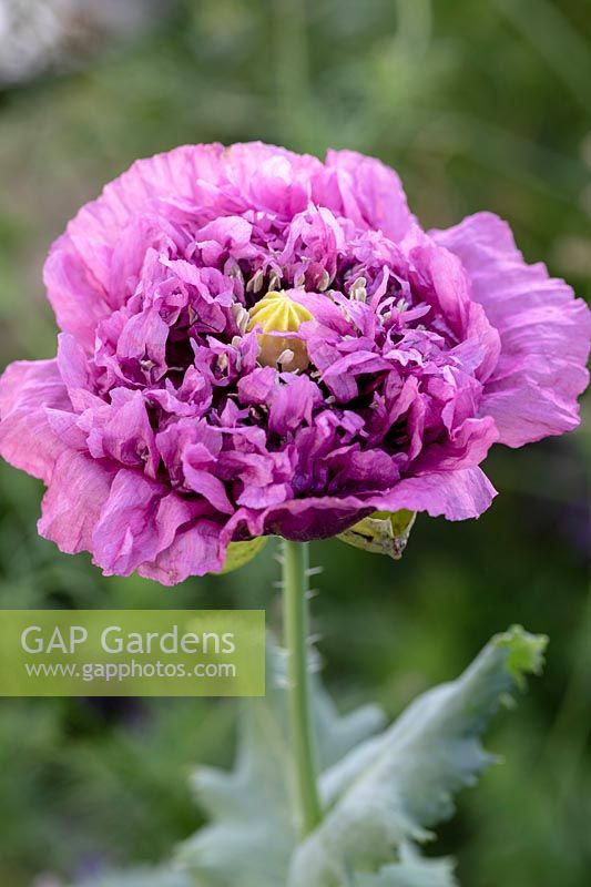 Papaver somniferum 'opium Poppy'