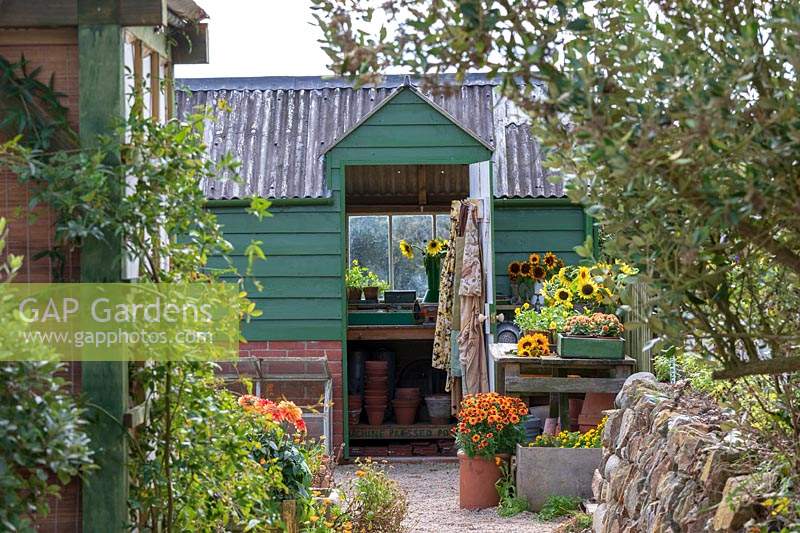 Garden Cottage at Gunwalloe in Cornwall.  Cottage garden in autumn. The potting shed.