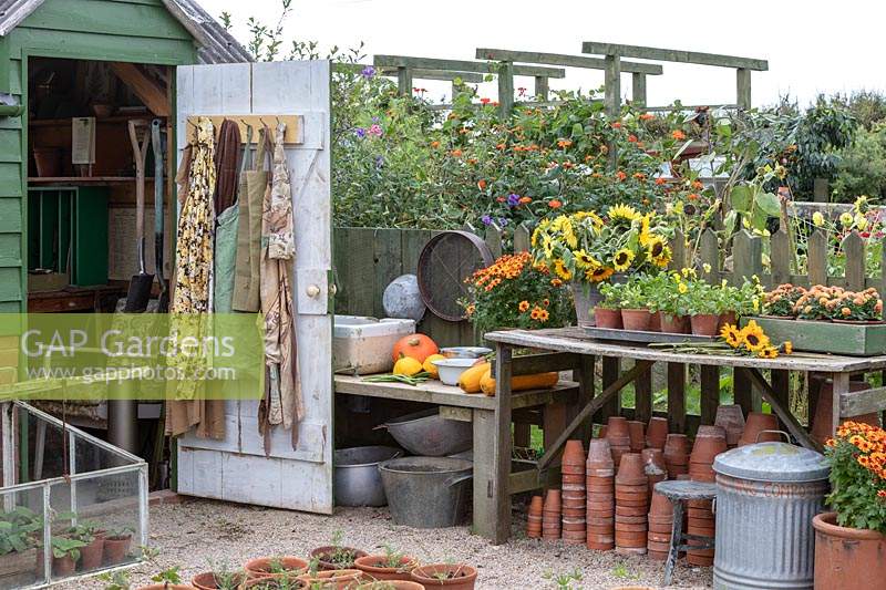 Garden Cottage at Gunwalloe in Cornwall.  Cottage garden in autumn. Repotting area filled with terracotta pots and cut flowers from the autumn garden.
