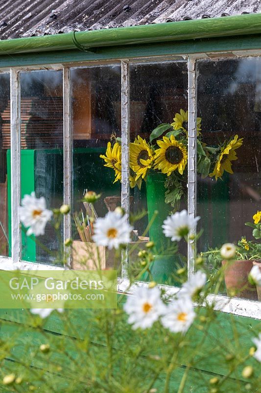 Garden Cottage at Gunwalloe in Cornwall. Picked sunflowers in vase inside potting shed