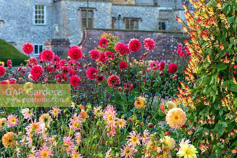 Forde Abbey, Somerset, UK. Borders filled with Dahlias in colourful autumnal planting, Dahlia 'Cherry Wine' and 'Baby Royal'