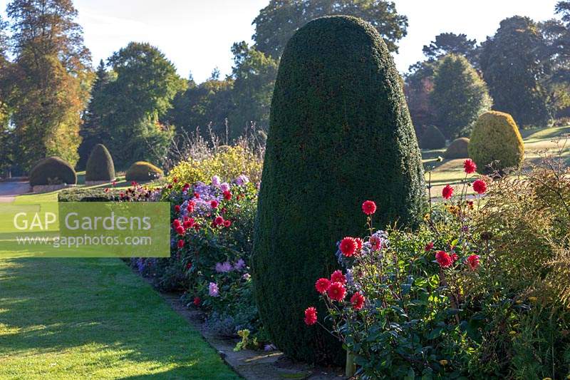 Forde Abbey, Somerset, UK. Topiary in the autumnal borders