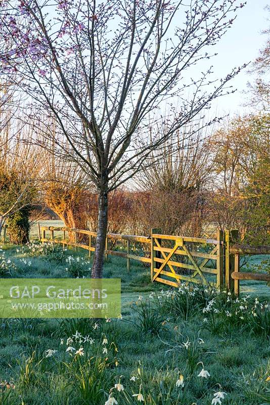 Wooden gate leading from formal lawn into meadow area with Prunus sargentii and naturalised bulbs.
