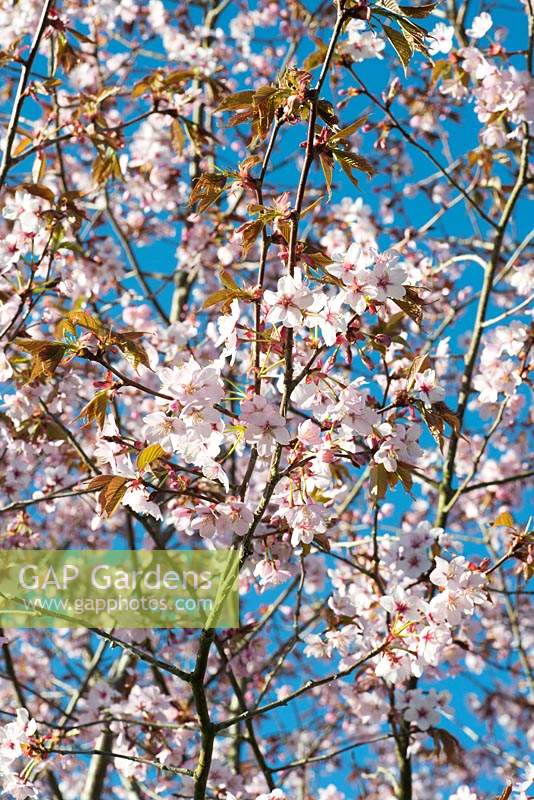 Prunus sargentii blossom against a blue spring sky.