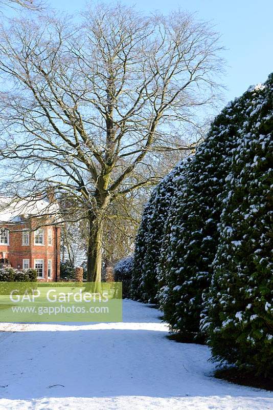 Period red brick house with Taxus baccata - large yew domes, Fagus sylvatica f. purpurea - large copper beech tree. Snow in January.