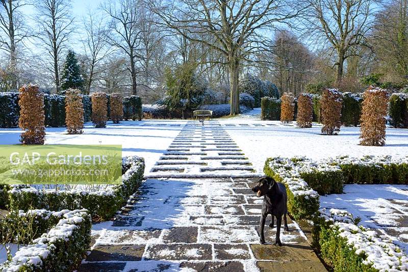 Carpinus betulus - Hornbeam pillars, Taxus baccata - yew hedge with stone paving and Fagus sylvatica f. purpurea - large copper beech.  Buxus - box hedging with roses and a black labrador. Snow in January.