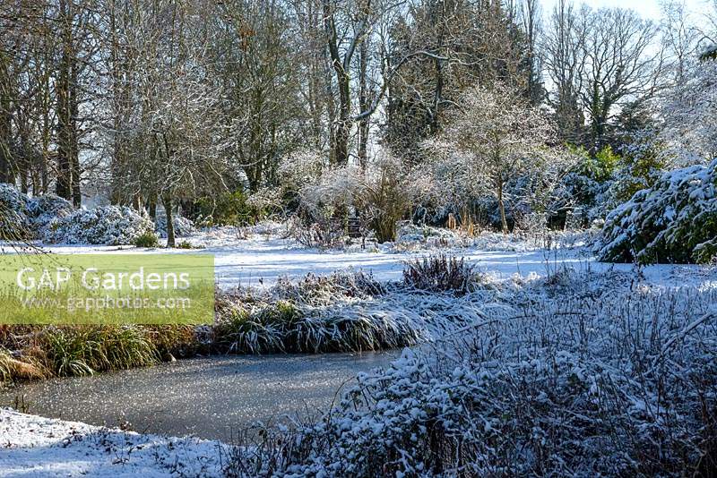 Frozen pond planting includes: Nymphaea - water lilies, Iris pseudacorus - Yellow flag Iris and Caltha palustris - Marsh marigold, Astilbe, Ligularia, Carex pendula and Garden Loosestrife - Lysimachia vulgaris covered in snow and ice in January.