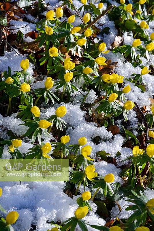 Eranthis hyemalis AGM. Winter aconites with snow in January.