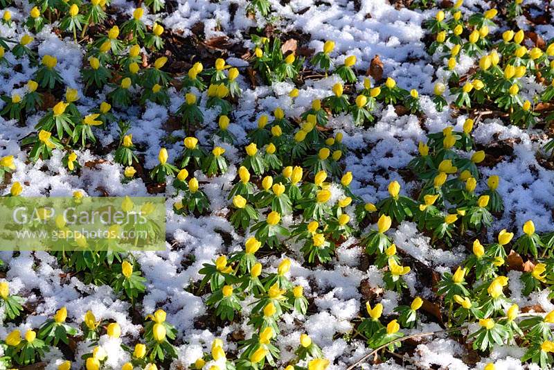 Eranthis hyemalis AGM. Winter aconites with snow in January