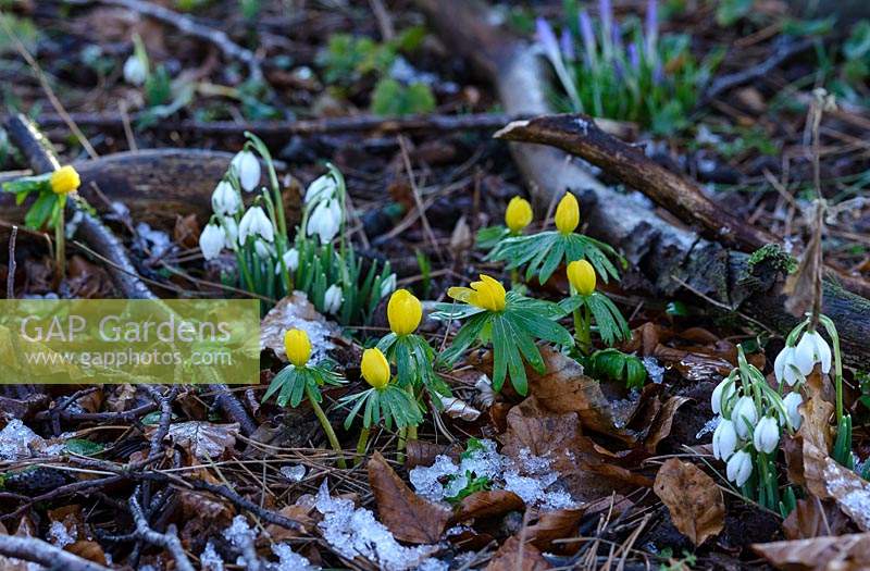 Eranthis hyemalis AGM. Winter aconites and Galanthus - snowdrops  with snow in January