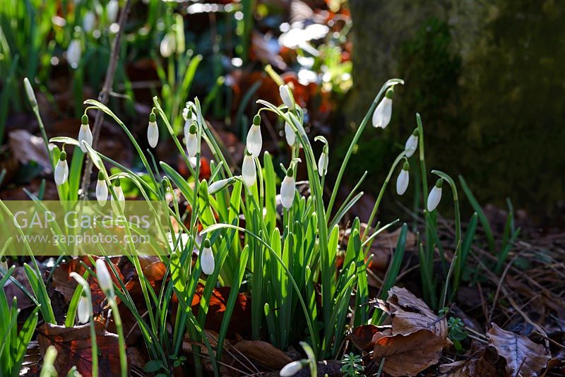 Galanthus - snowdrops with fallen leaves in January.