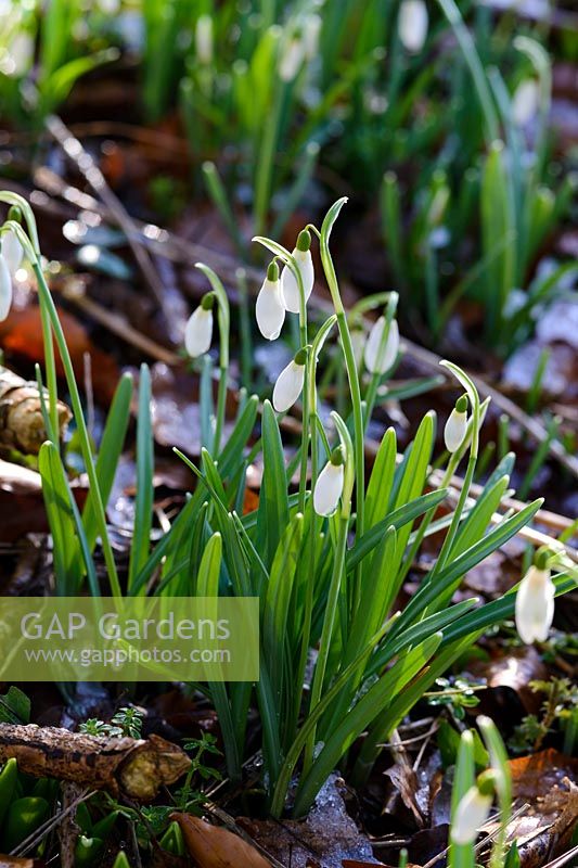 Galanthus - snowdrops with fallen leaves in January.