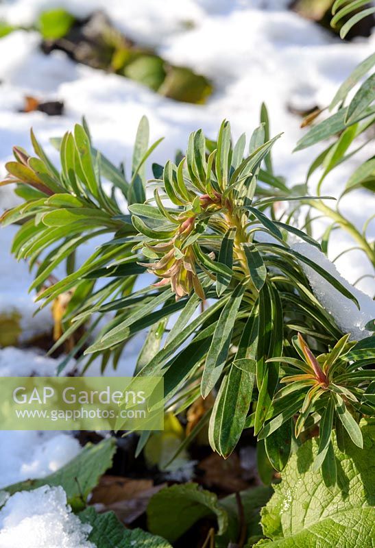 Euphorbia in the snow in January.
