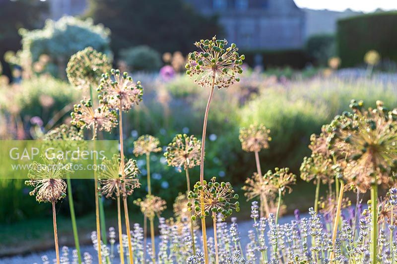 Miserden Park, Gloucestershire. The formal parterre style garden with allium seed heads in summer.