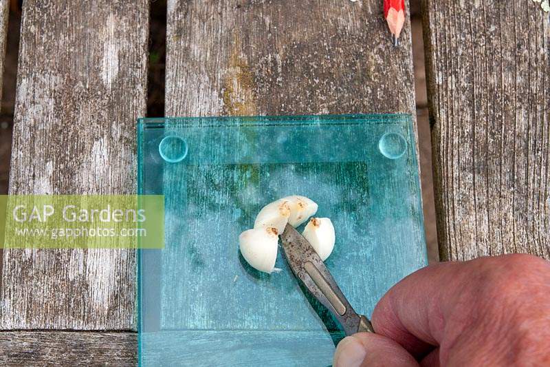 Twin scaling Galanthus - Snowdrop propagation step by step Step 7 - Further cut into quarters